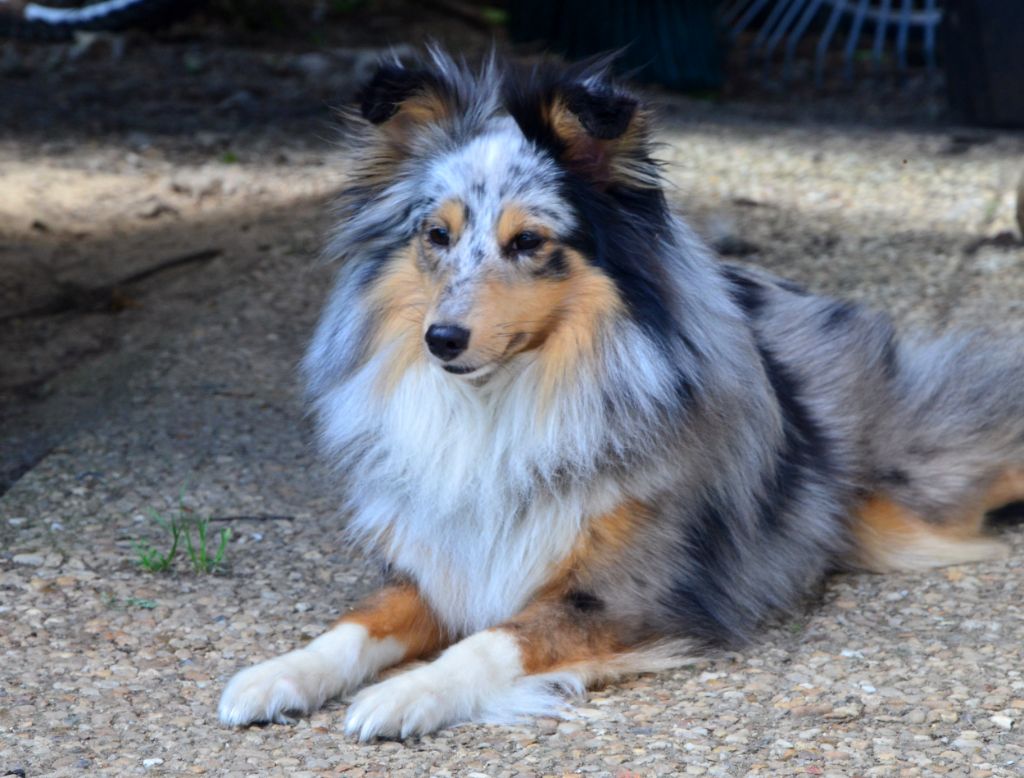 Les Shetland Sheepdog de l'affixe Fanelsky