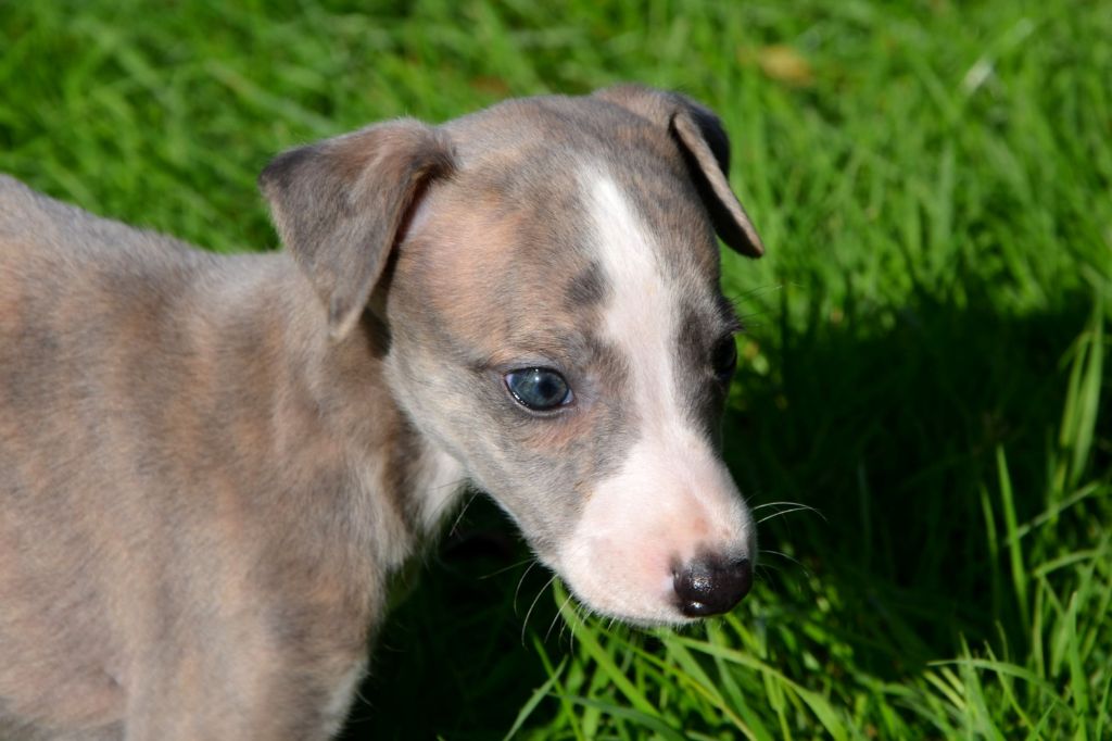 Fanelsky - Chiot disponible  - Whippet