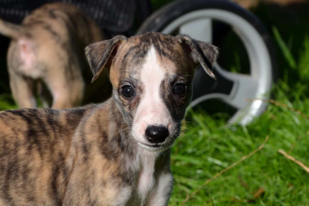 Fanelsky - Chiot disponible  - Whippet