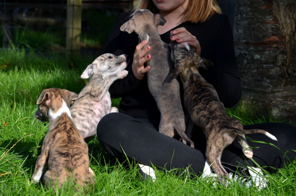 chiot Whippet Fanelsky