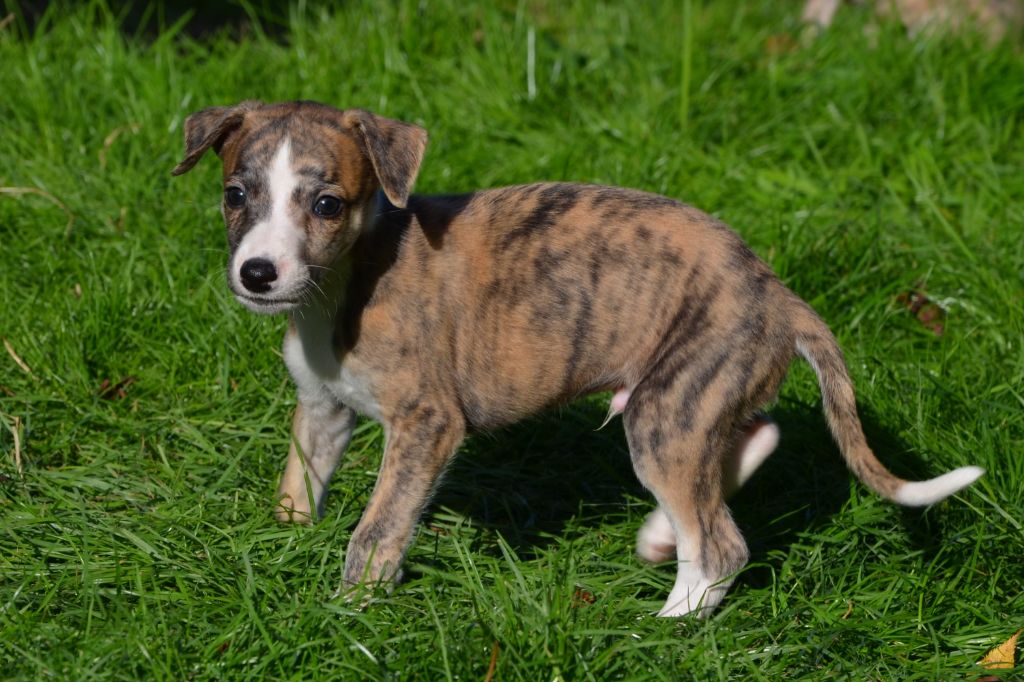 Fanelsky - Chiot disponible  - Whippet