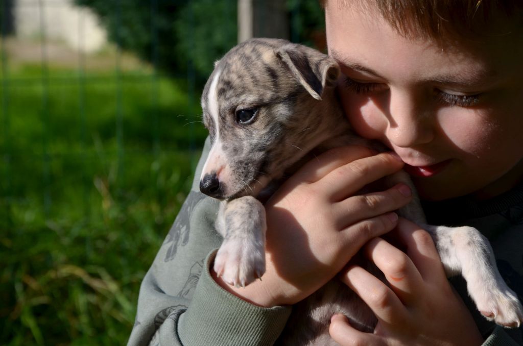 Fanelsky - Chiot disponible  - Whippet