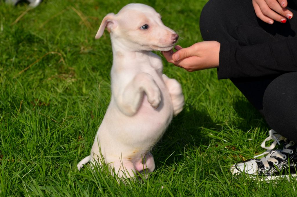 Fanelsky - Chiot disponible  - Whippet