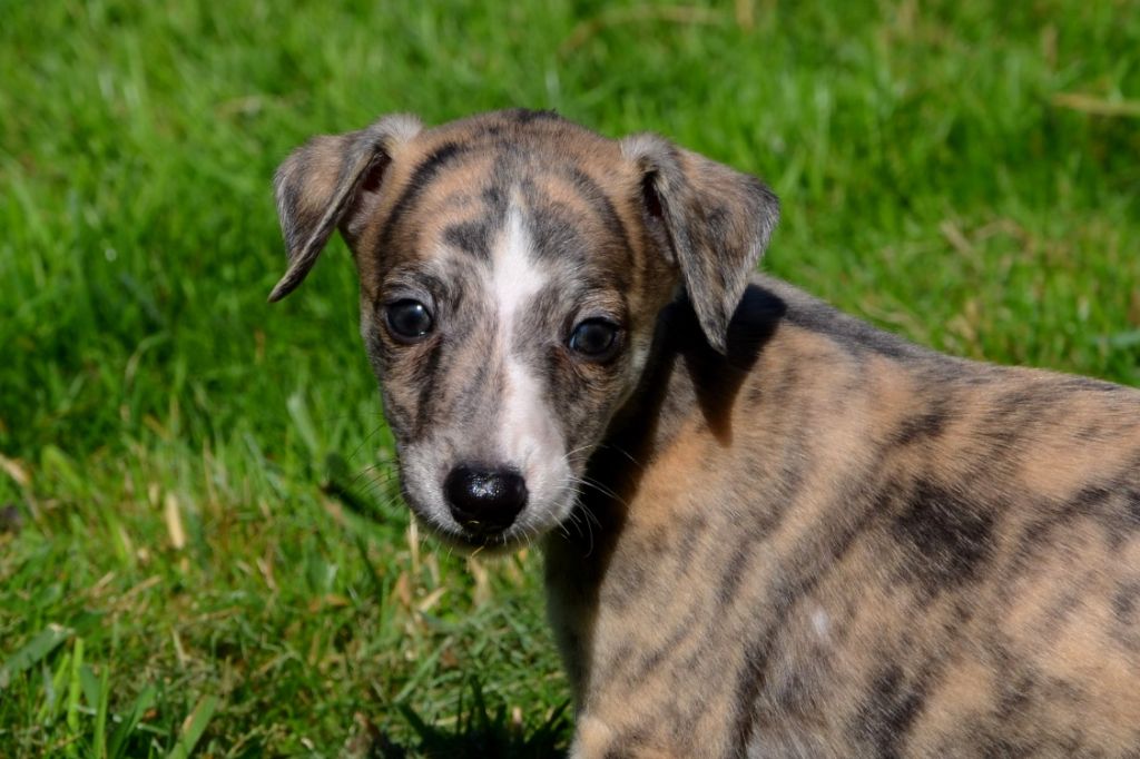 Fanelsky - Chiot disponible  - Whippet