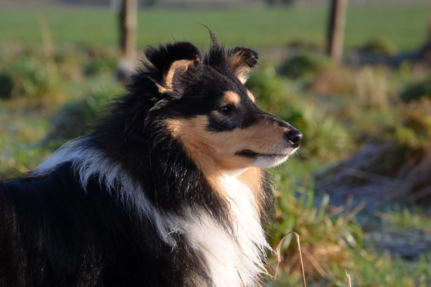 Arès Des Louves Du Houtland