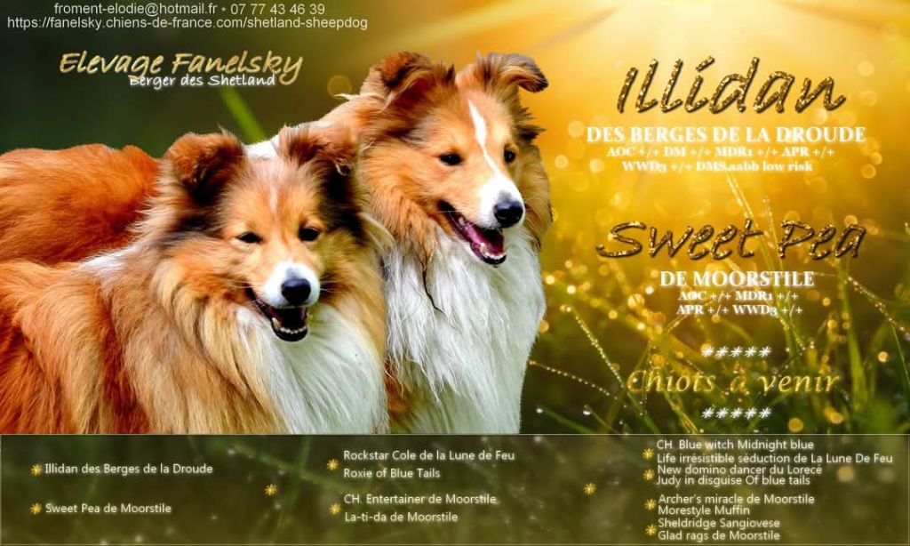 Chiots fauves attendus vers le 10 juin