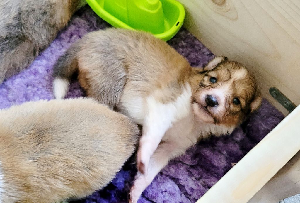 Fanelsky - Chiots disponibles - Shetland Sheepdog