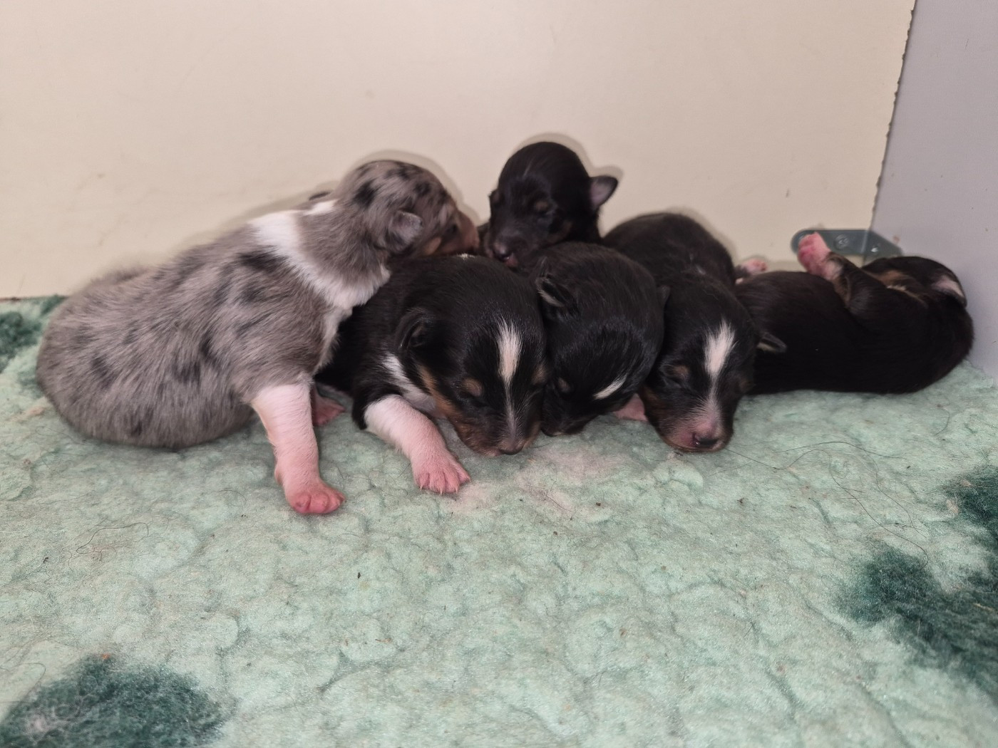 Chiot Shetland Sheepdog Fanelsky