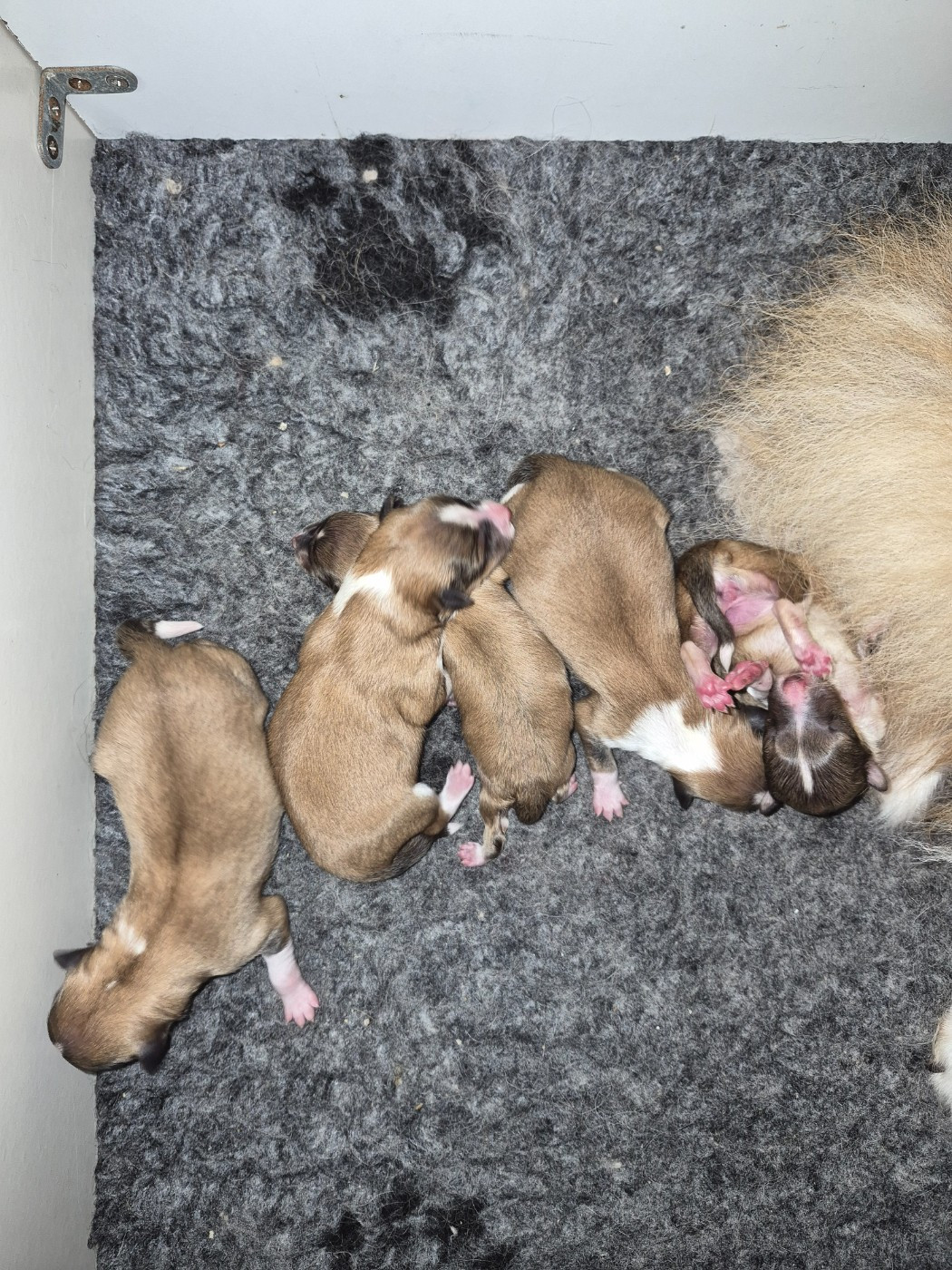 Chiot Shetland Sheepdog Fanelsky