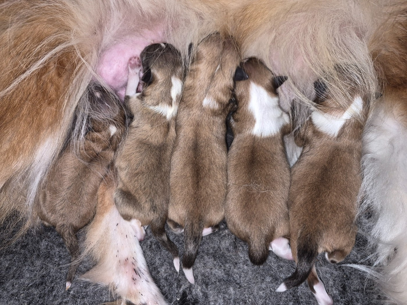 Chiot Shetland Sheepdog Fanelsky