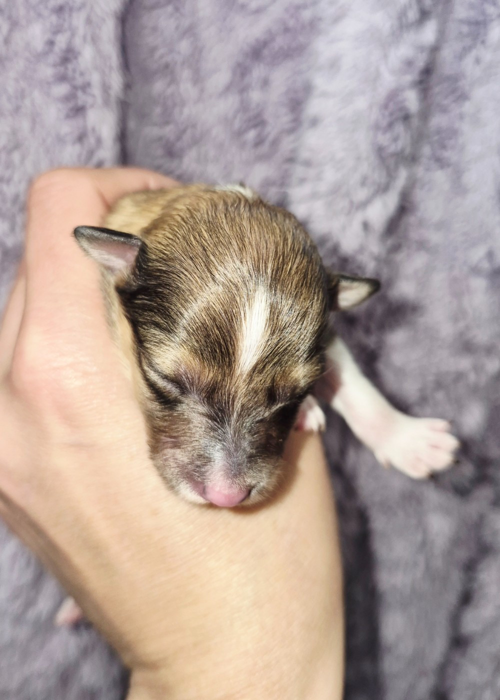 Fanelsky - Chiots disponibles - Shetland Sheepdog