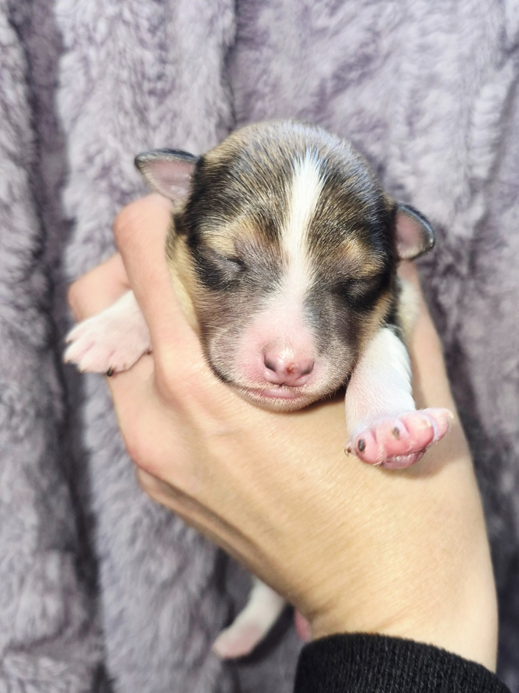 Fanelsky - Chiots disponibles - Shetland Sheepdog