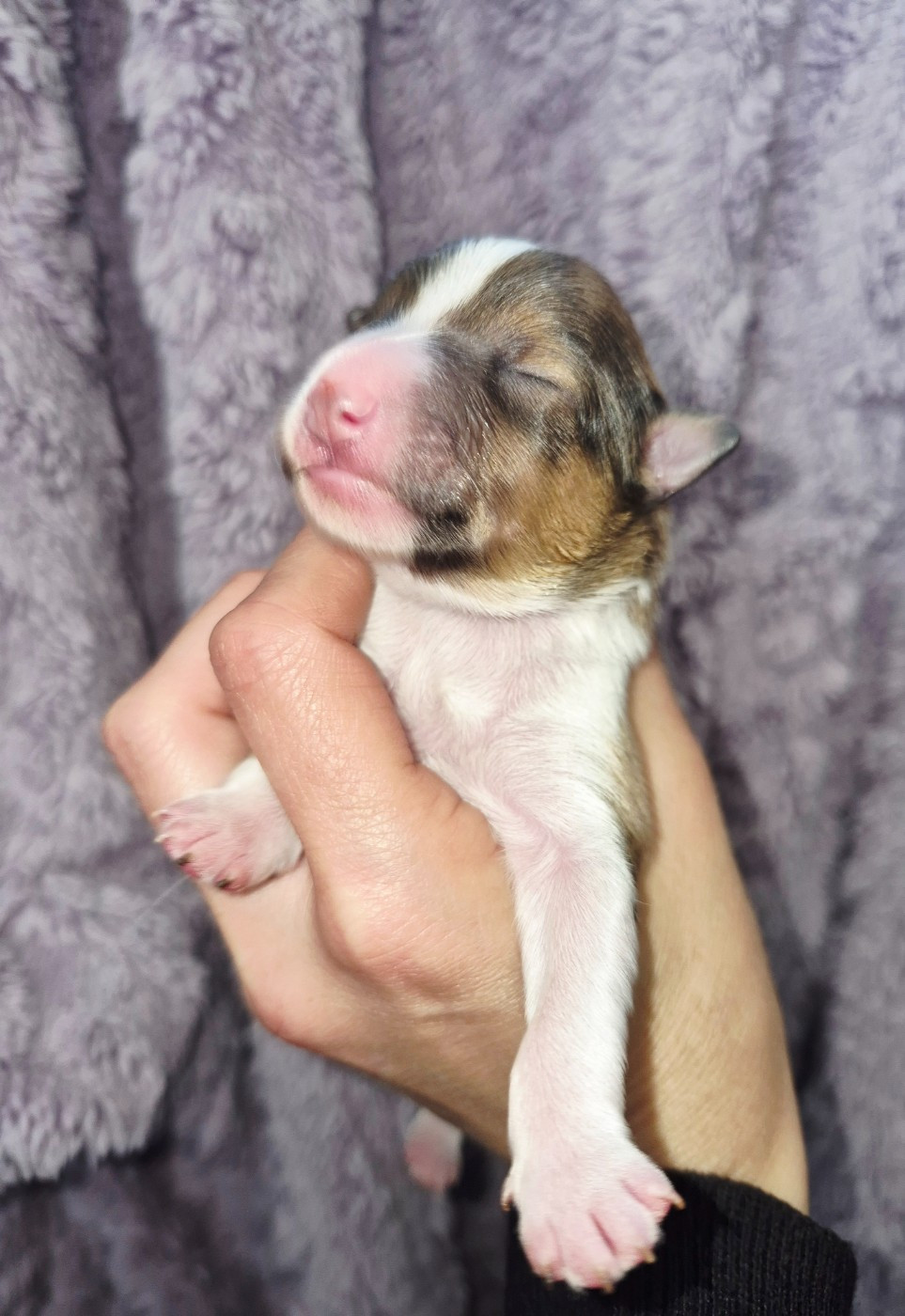 Fanelsky - Chiots disponibles - Shetland Sheepdog