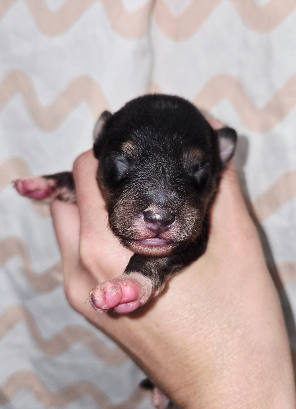 Fanelsky - Chiots disponibles - Shetland Sheepdog