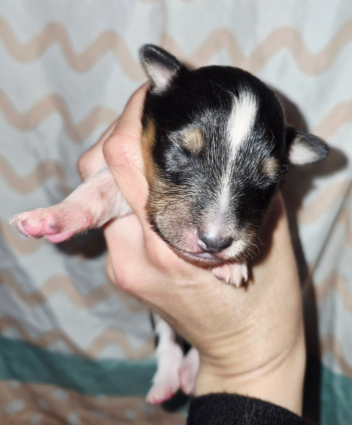 Fanelsky - Chiots disponibles - Shetland Sheepdog