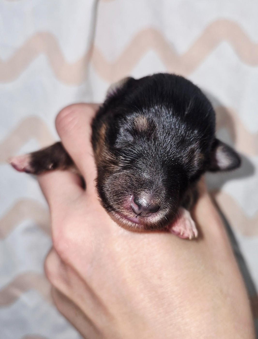 Fanelsky - Chiots disponibles - Shetland Sheepdog