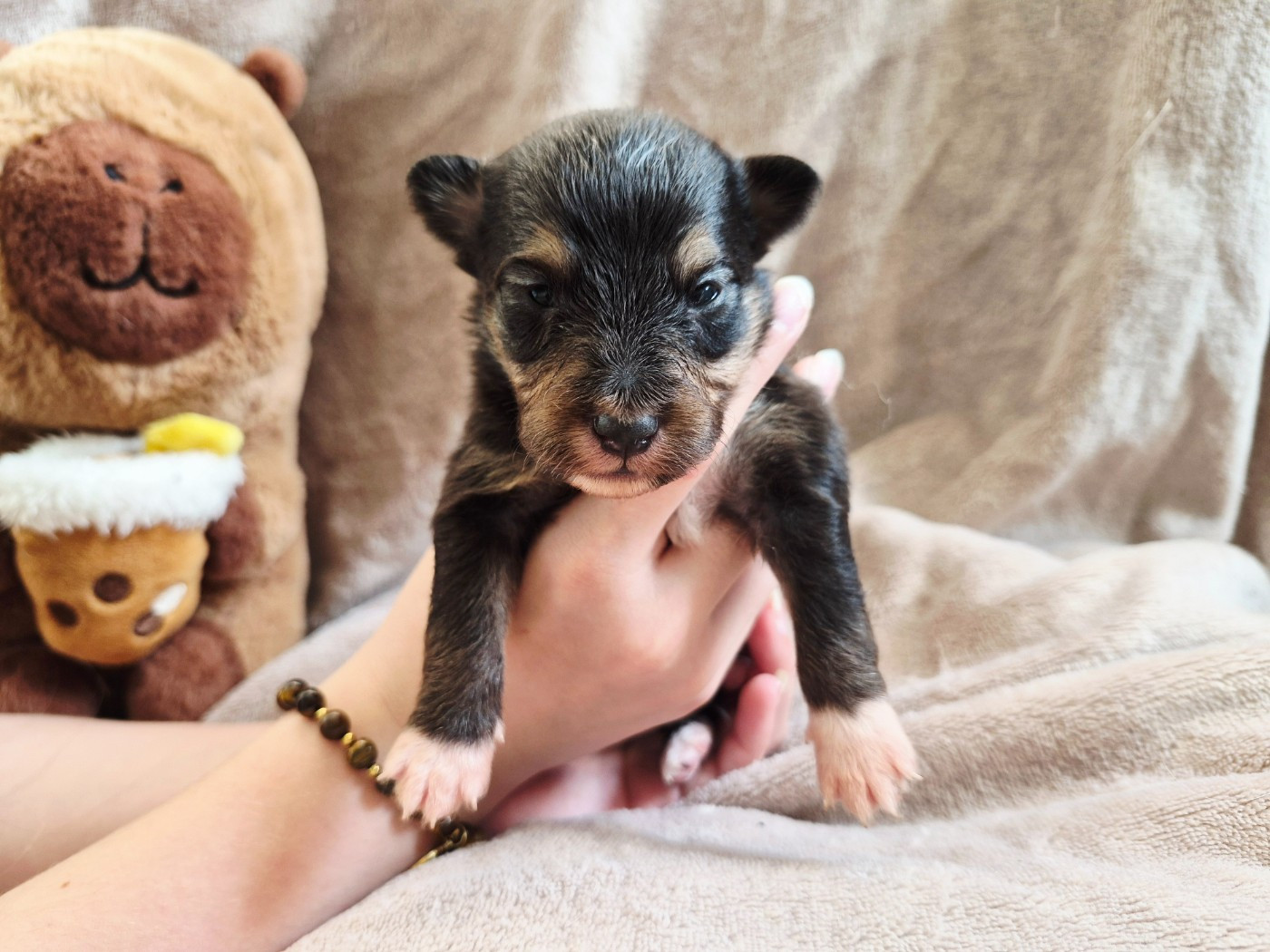 Fanelsky - Chiots disponibles - Shetland Sheepdog