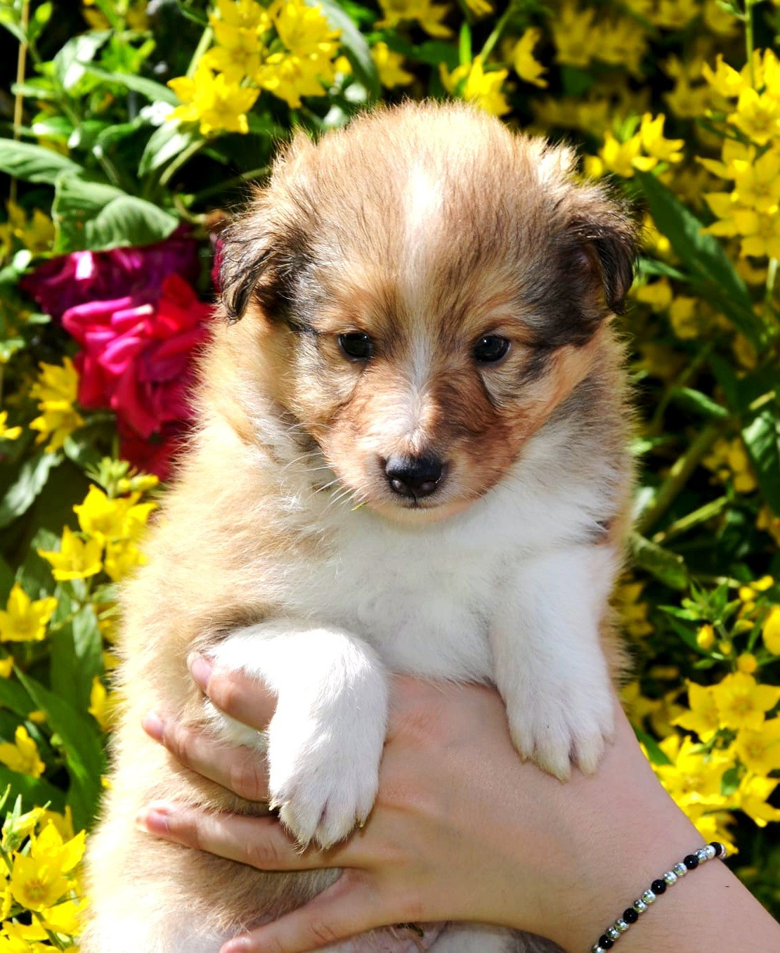 Fanelsky - Chiots disponibles - Shetland Sheepdog
