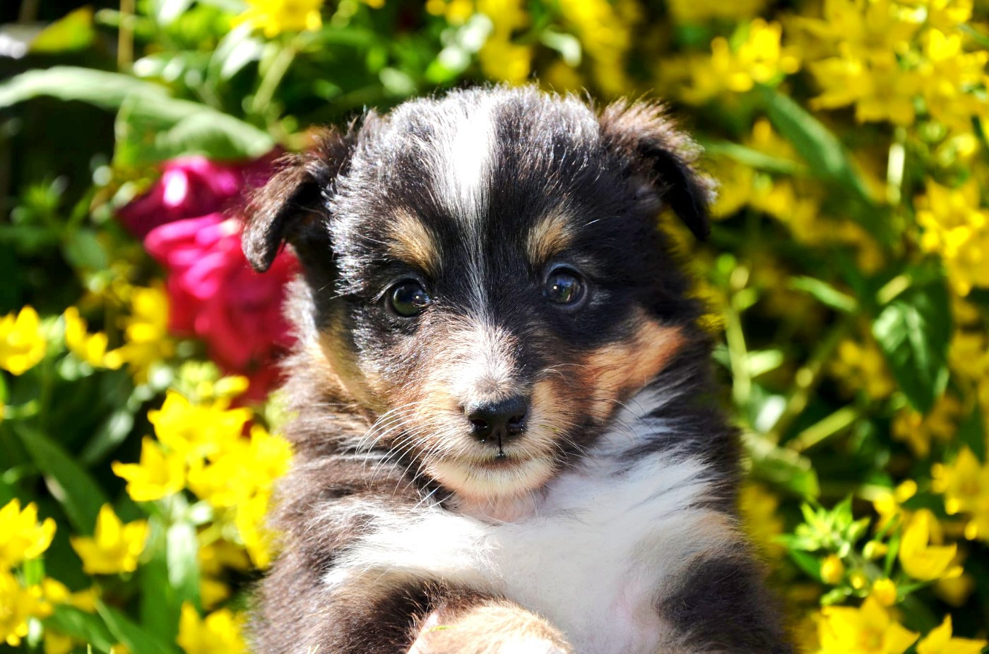 Fanelsky - Chiots disponibles - Shetland Sheepdog