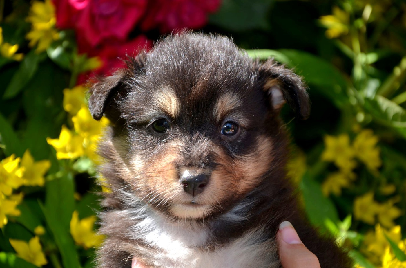 Fanelsky - Chiots disponibles - Shetland Sheepdog