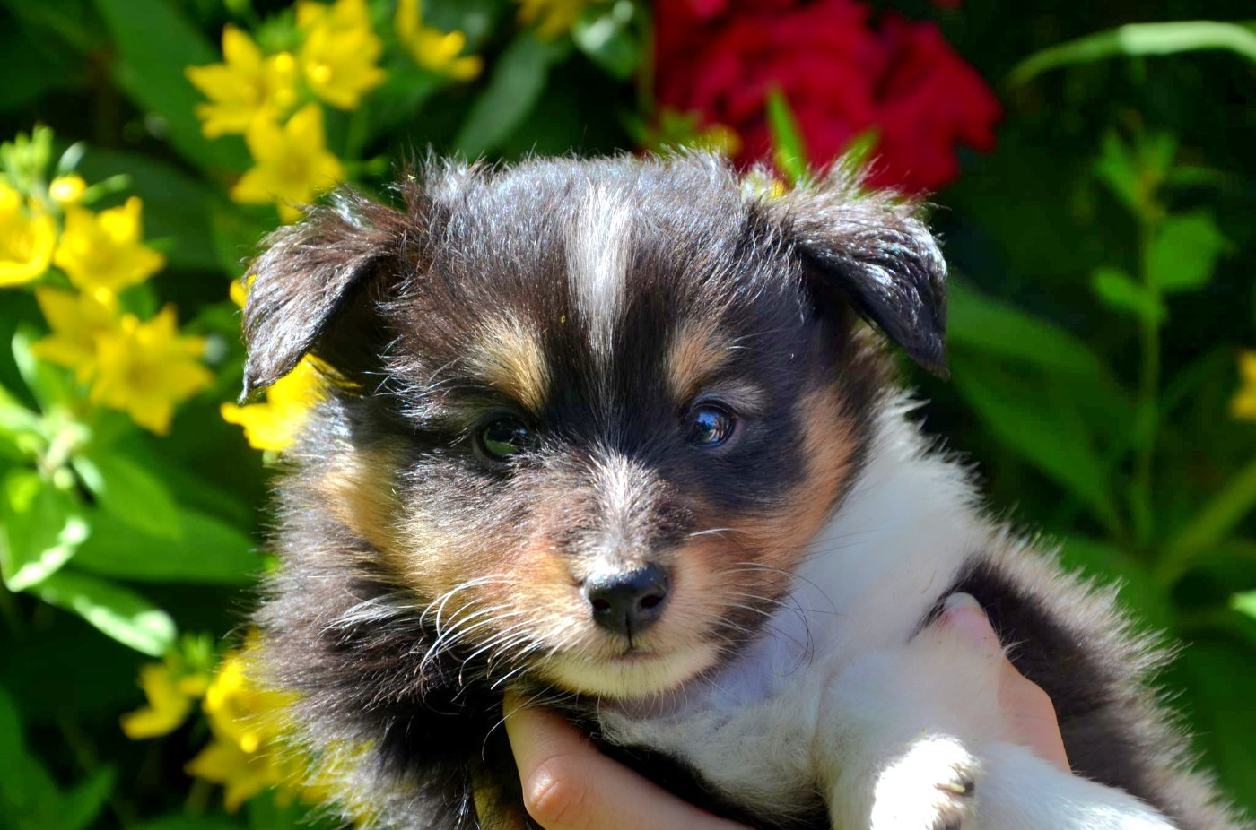 Fanelsky - Chiots disponibles - Shetland Sheepdog