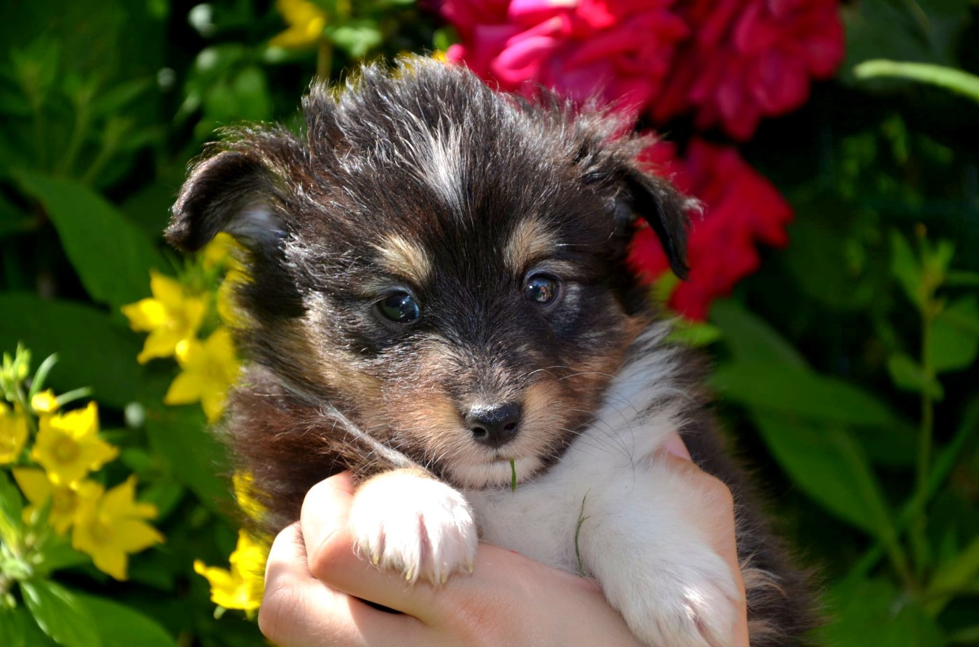 Fanelsky - Chiots disponibles - Shetland Sheepdog