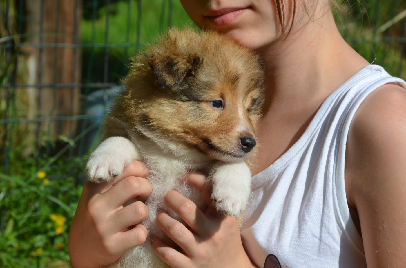 Fanelsky - Chiots disponibles - Shetland Sheepdog