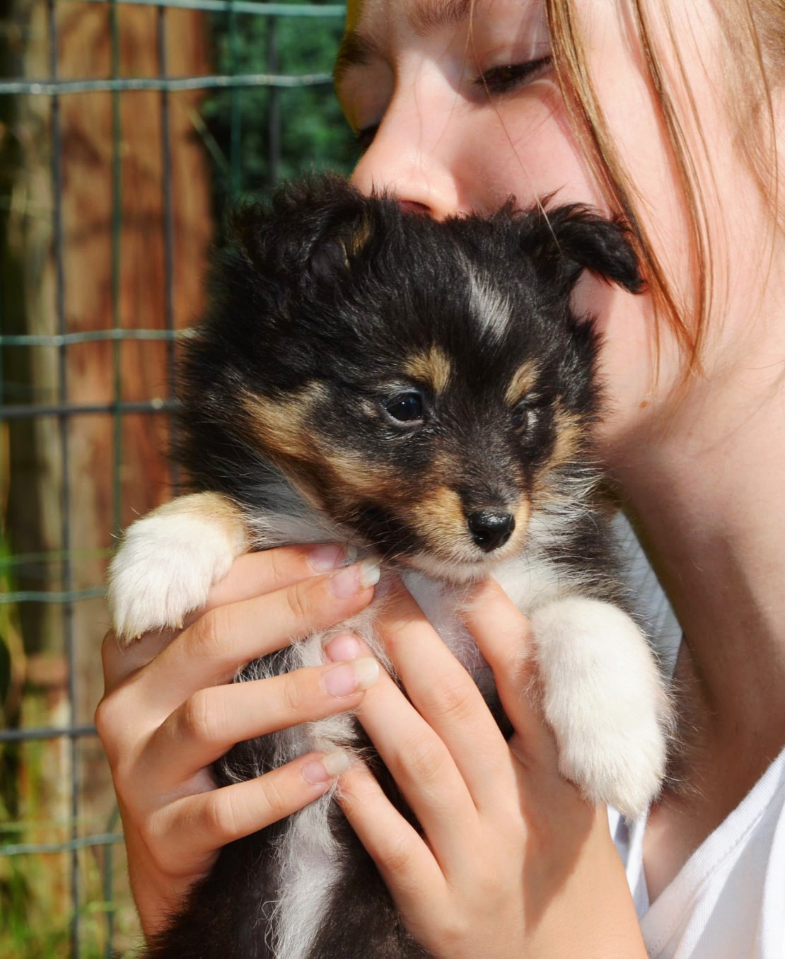 Fanelsky - Chiots disponibles - Shetland Sheepdog