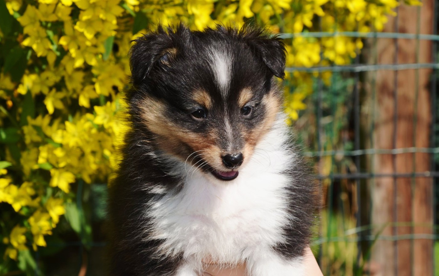 Fanelsky - Chiots disponibles - Shetland Sheepdog
