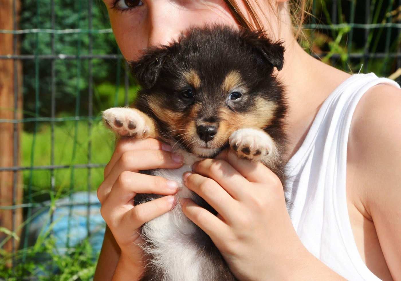 Fanelsky - Chiots disponibles - Shetland Sheepdog