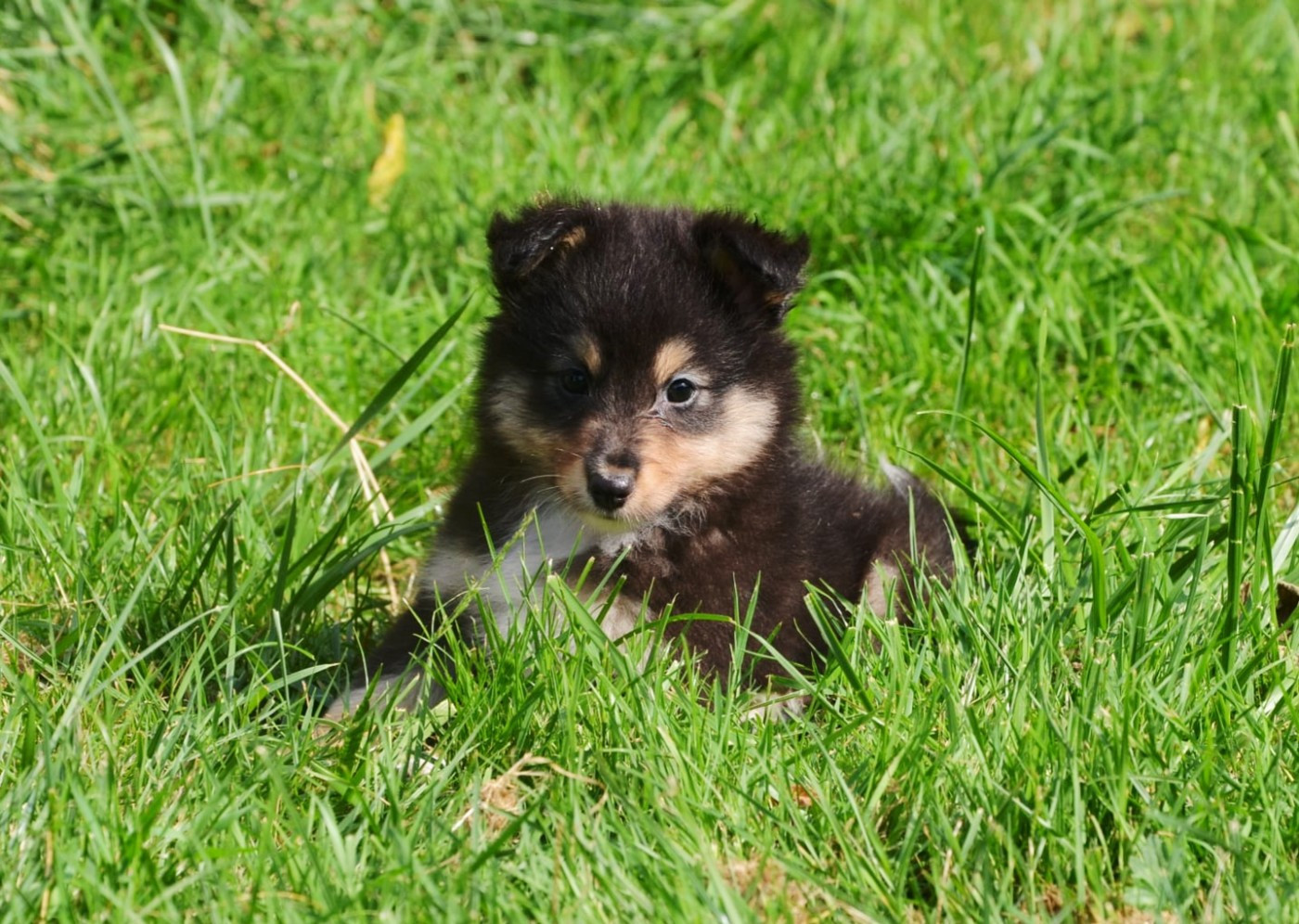 Fanelsky - Chiots disponibles - Shetland Sheepdog