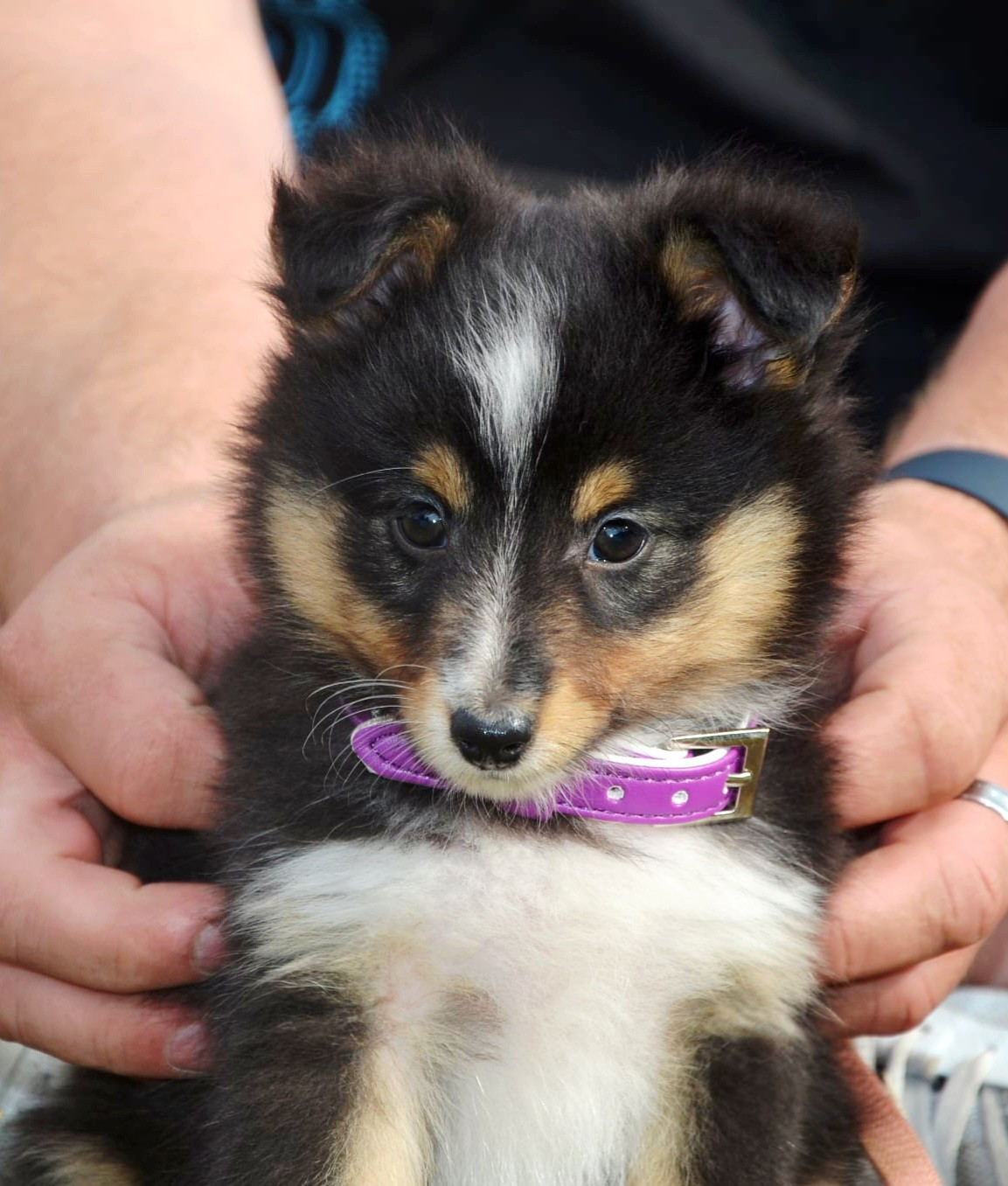 Fanelsky - Chiots disponibles - Shetland Sheepdog