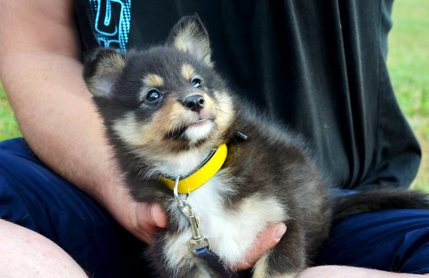 Fanelsky - Chiots disponibles - Shetland Sheepdog