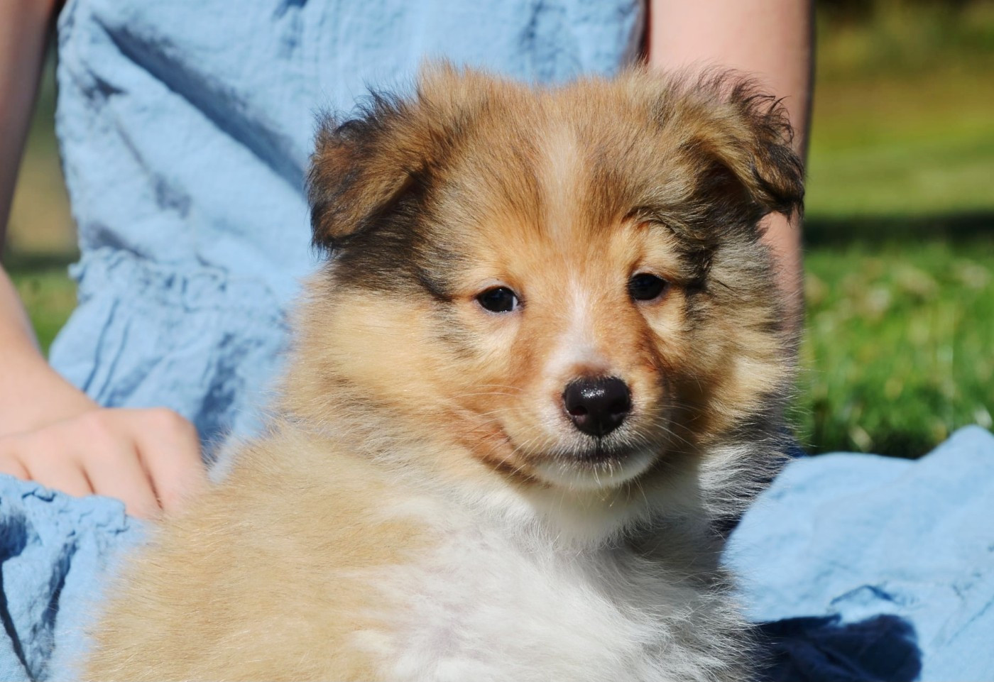 Chiot Shetland Sheepdog Fanelsky