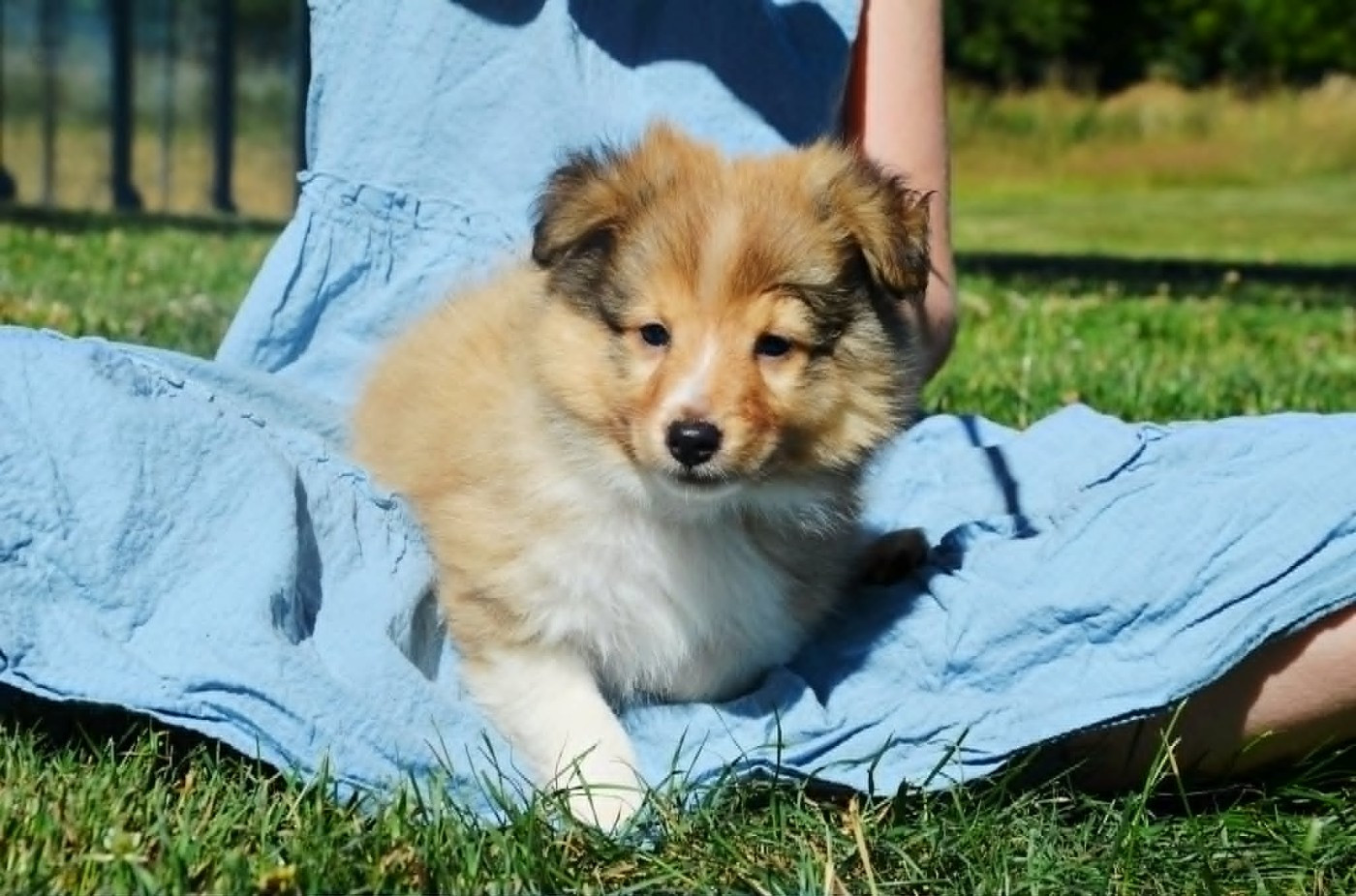 Fanelsky - Chiots disponibles - Shetland Sheepdog
