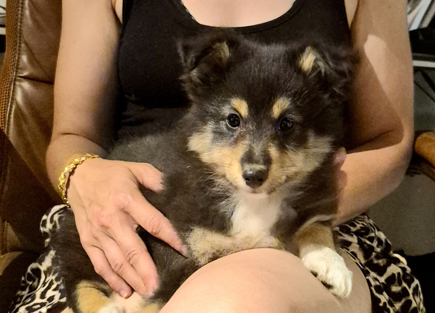 Fanelsky - Chiots disponibles - Shetland Sheepdog