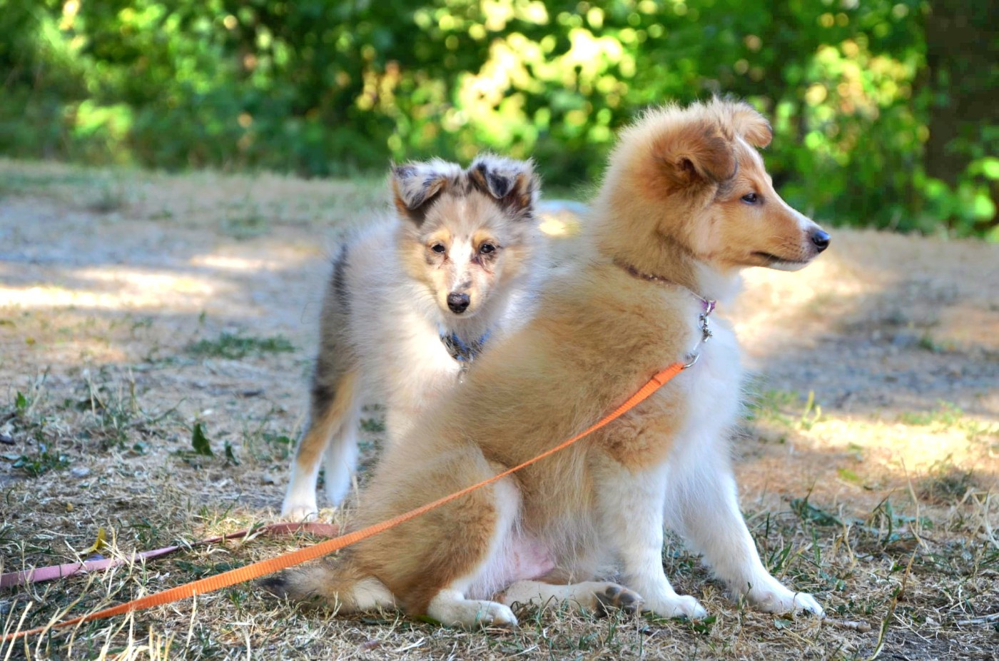Fanelsky - Shetland Sheepdog - Portée née le 11/05/2026