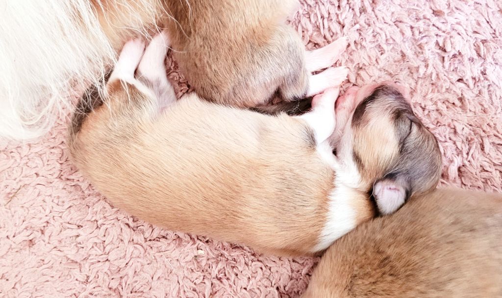 Fanelsky - Chiots disponibles - Shetland Sheepdog