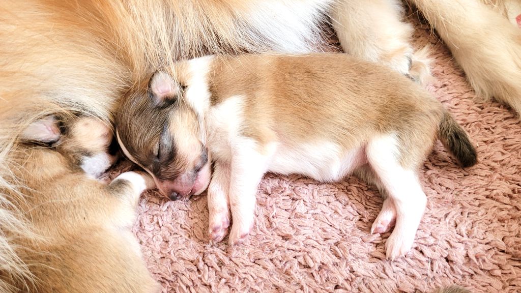 Fanelsky - Chiots disponibles - Shetland Sheepdog