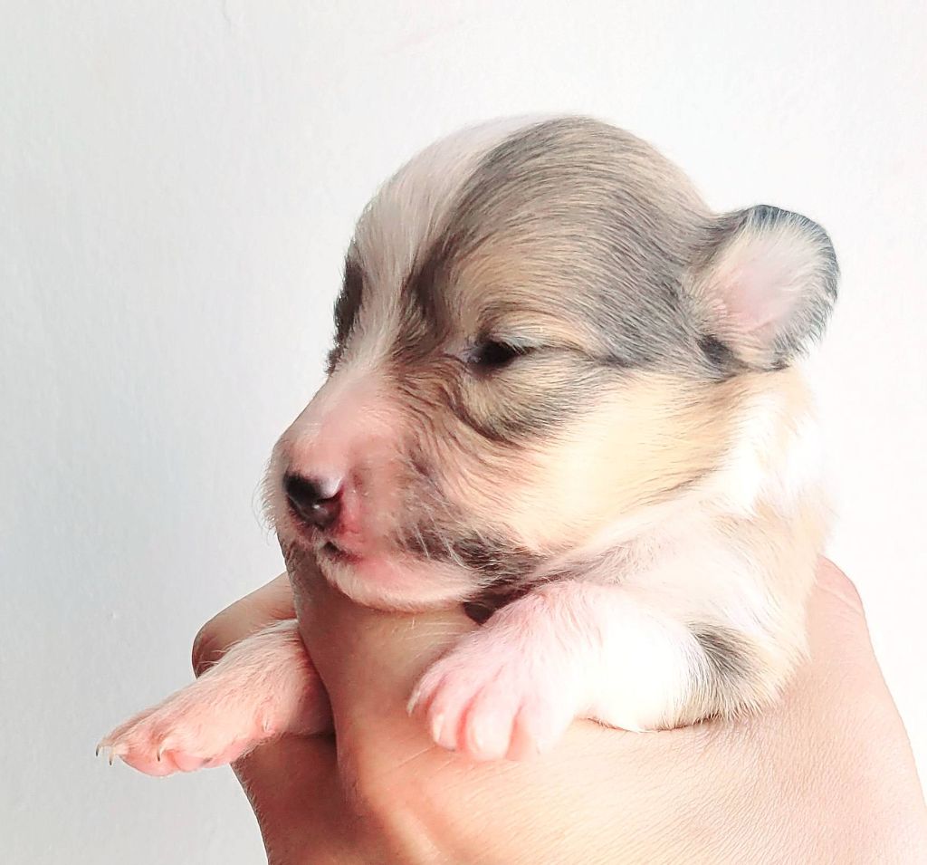 Fanelsky - Chiots disponibles - Shetland Sheepdog