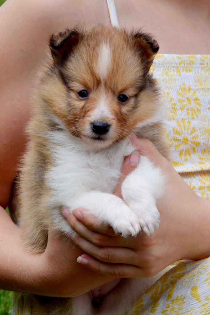 Fanelsky - Chiots disponibles - Shetland Sheepdog