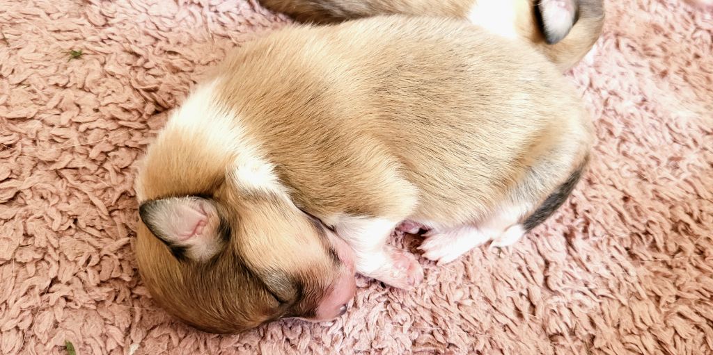 Fanelsky - Chiots disponibles - Shetland Sheepdog