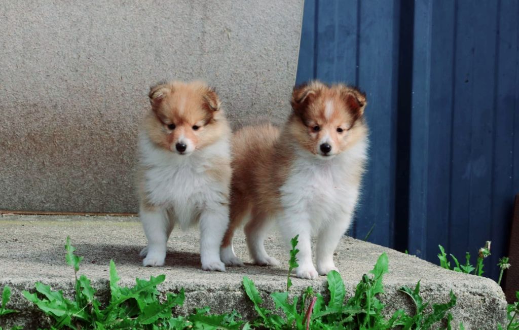 Fanelsky - Shetland Sheepdog - Portée née le 08/06/2025