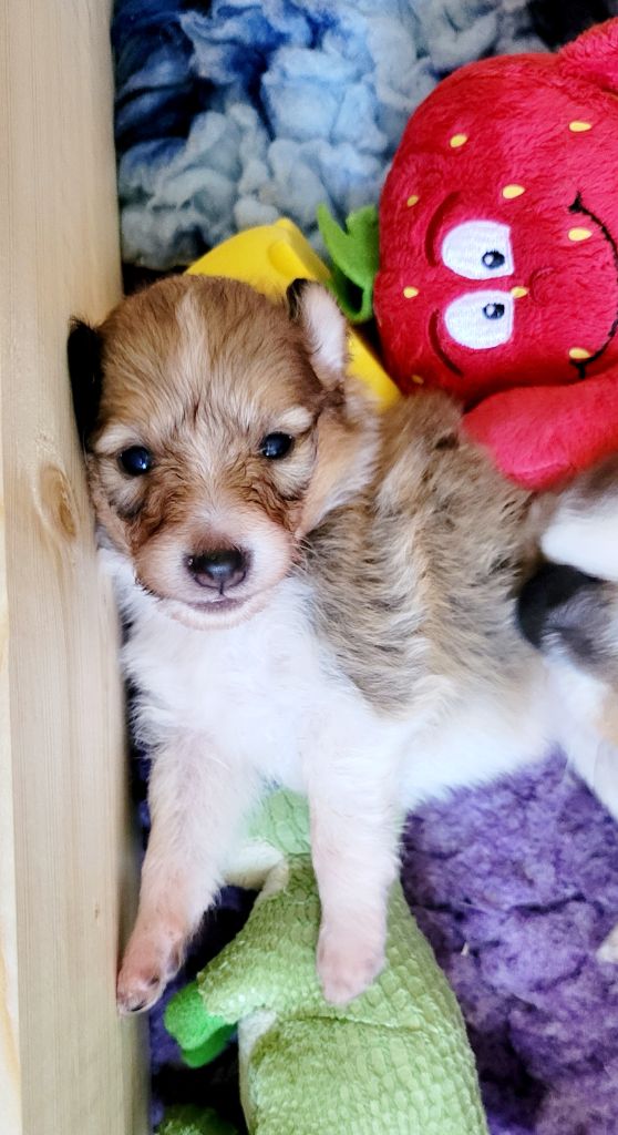 Fanelsky - Chiots disponibles - Shetland Sheepdog