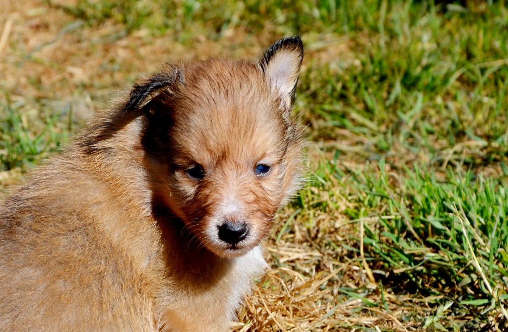 Fanelsky - Chiots disponibles - Shetland Sheepdog