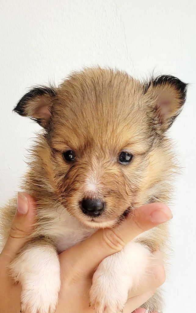 Fanelsky - Chiots disponibles - Shetland Sheepdog
