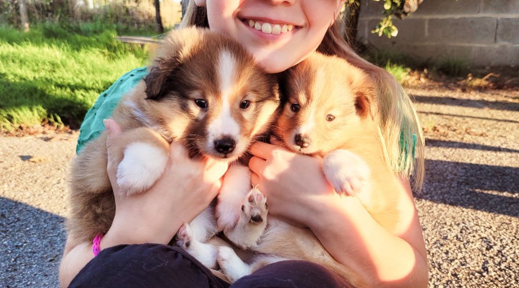 Fanelsky - Shetland Sheepdog - Portée née le 24/08/2025