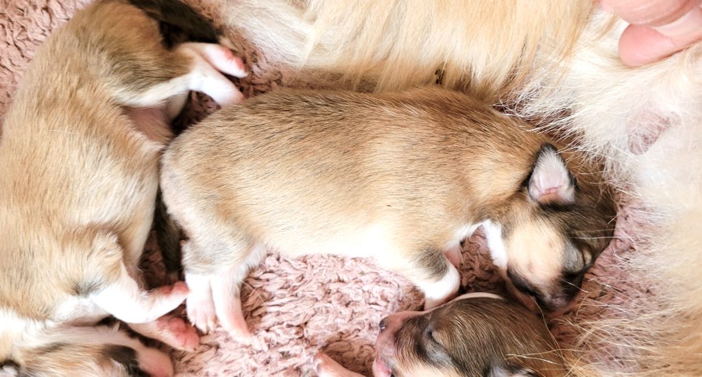 Fanelsky - Chiots disponibles - Shetland Sheepdog