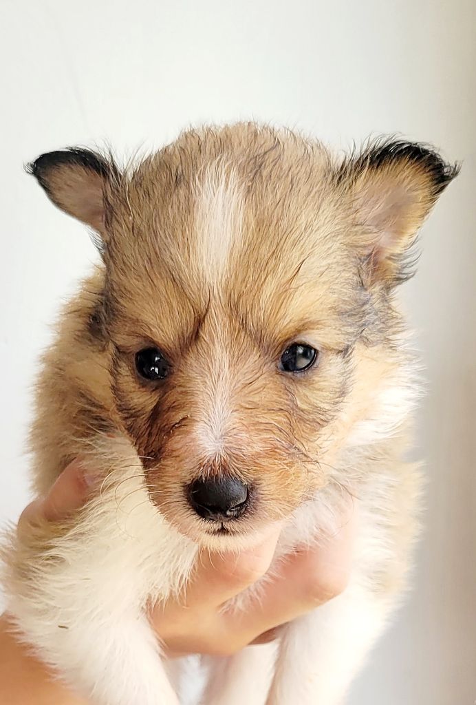 Fanelsky - Chiots disponibles - Shetland Sheepdog