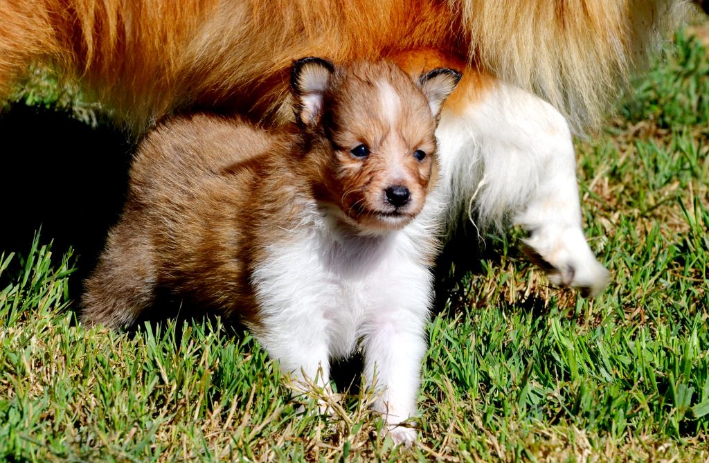 Fanelsky - Chiots disponibles - Shetland Sheepdog